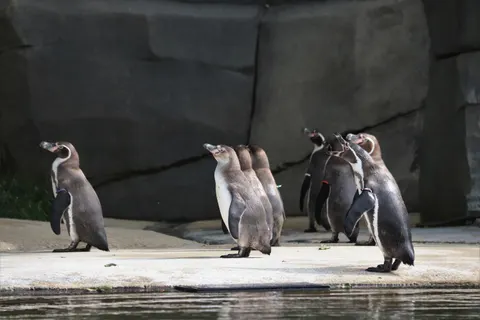 Fondo de pantalla Pingüinos 4K · animals · 3840×2560