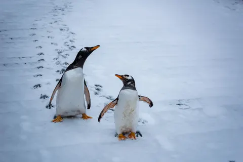 Fondo de pantalla Pingüinos 4K · animals · 3840×2563