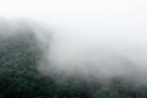 Misty Woods 4K Wallpaper · minimal · 3840×2560