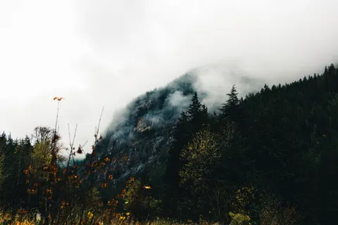Misty Woods 4K Wallpaper · minimal · 3840×2561