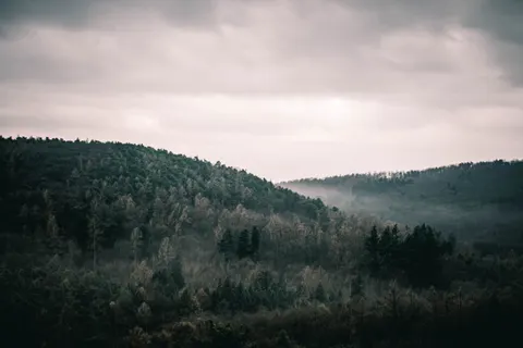 Misty Woods 4K Wallpaper · minimal · 3840×2560
