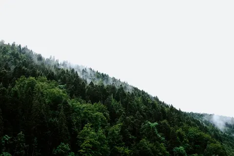 Misty Woods 4K Wallpaper · minimal · 3840×2560