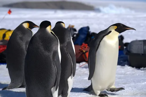 Fondo de pantalla Pingüinos 4K · animals · 3840×2565