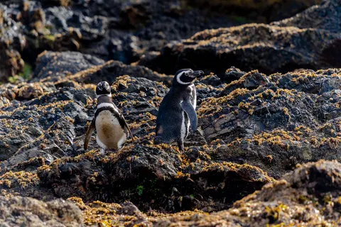 Fondo de pantalla Pingüinos 4K · animals · 3840×2560