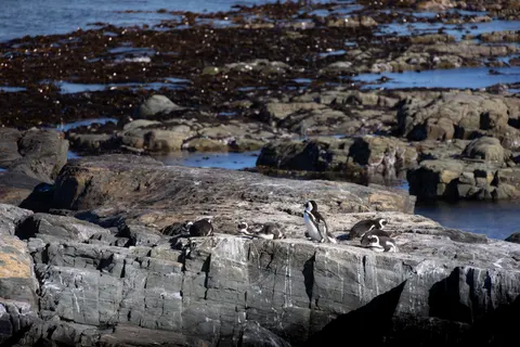 Fondo de pantalla Pingüinos 4K · animals · 3840×2561