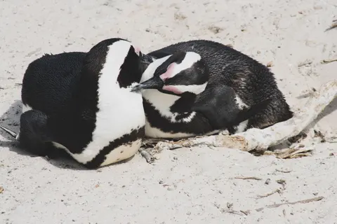 Fondo de pantalla Pingüinos 4K · animals · 3840×2560