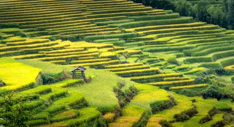Rice Terraces 4K Wallpaper · nature · 3840×2086