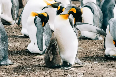 Fondo de pantalla Pingüinos 4K · animals · 3840×2563