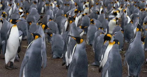 Fondo de pantalla Pingüinos 4K · animals · 3840×2020