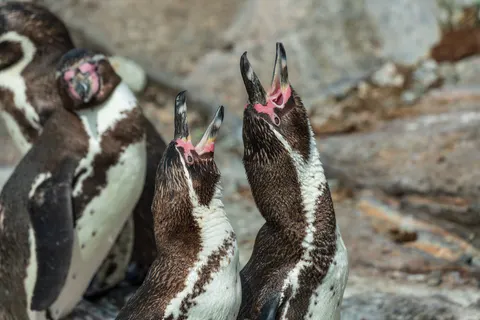 Fondo de pantalla Pingüinos 4K · animals · 3840×2561