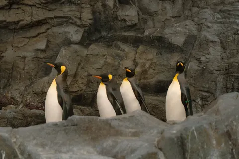 Fondo de pantalla Pingüinos 4K · animals · 3840×2560