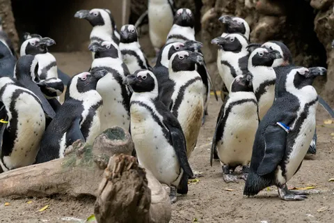 Fondo de pantalla Pingüinos 4K · animals · 3840×2558