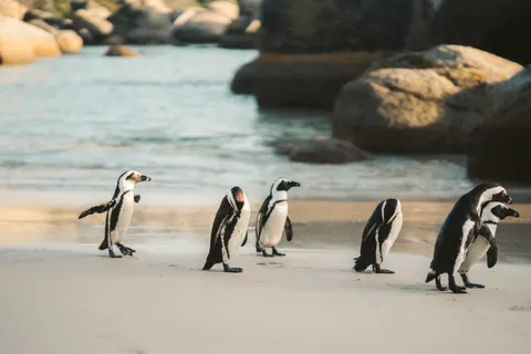 Fondo de pantalla Pingüinos 4K · animals · 3840×2560