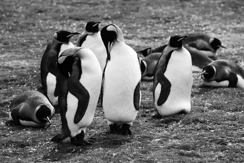 Fondo de pantalla Pingüinos 4K · animals · 3840×2563