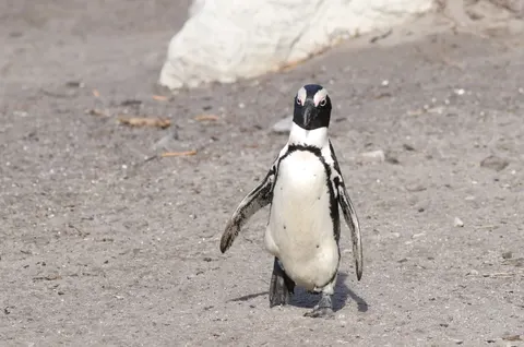Fondo de pantalla Pingüinos 4K · animals · 3840×2542