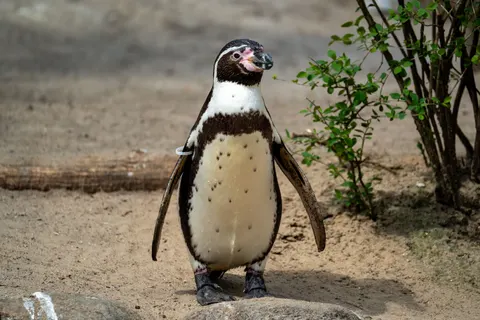 Fondo de pantalla Pingüinos 4K · animals · 3840×2560