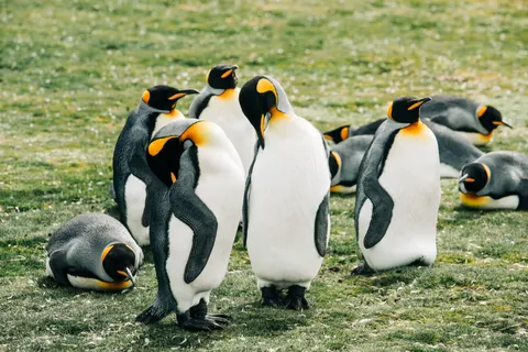 Fondo de pantalla Pingüinos 4K · animals · 3840×2563