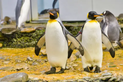 Fondo de pantalla Pingüinos 4K · animals · 3840×2558