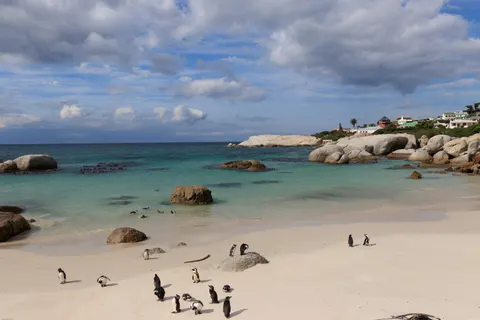 Fondo de pantalla Pingüinos 4K · animals · 3840×2560