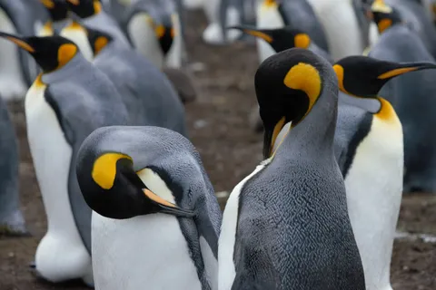 Fondo de pantalla Pingüinos 4K · animals · 3840×2563