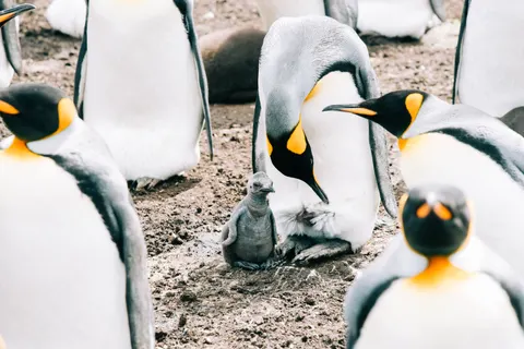 Penguins 4K Wallpaper · animals · 3840×2563
