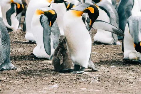 Fondo de pantalla Pingüinos 4K · animals · 3840×2563