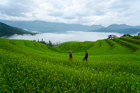 Rice Terraces 4K Wallpaper · nature · 3840×2561