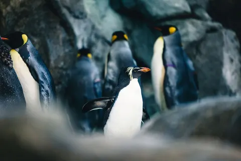 Fondo de pantalla Pingüinos 4K · animals · 3840×2561