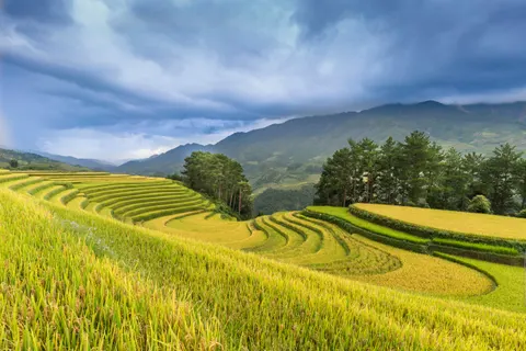 Rice Terraces 4K Wallpaper · nature · 3840×2561