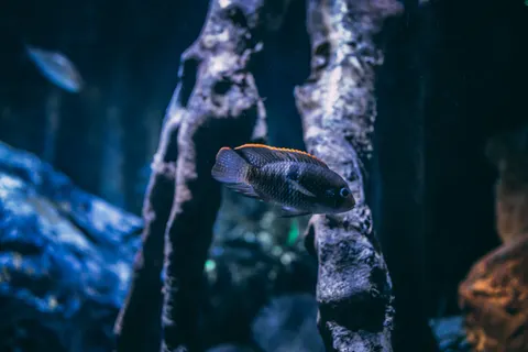 Underwater Reef 4K Wallpaper · underwater · 3840×2560