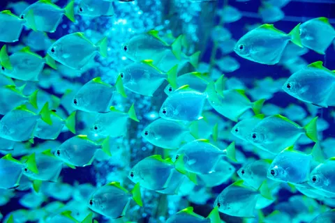 Underwater Reef 4K Wallpaper · underwater · 3840×2563