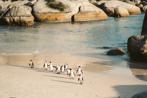 Fondo de pantalla Pingüinos 4K · animals · 3840×2560