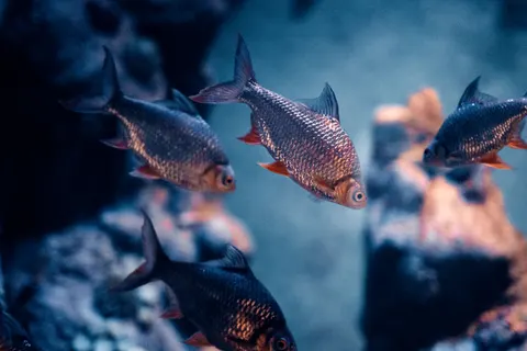Underwater Reef 4K Wallpaper · underwater · 3840×2560