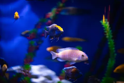 पानी के नीचे की चट्टान 4K वॉलपेपर · underwater · 3840×2560