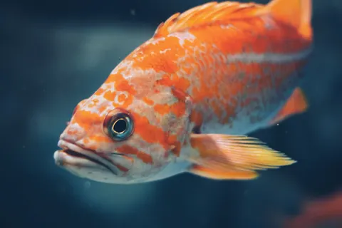 Fondo de pantalla Arrecife submarino 4K · underwater · 3840×2560