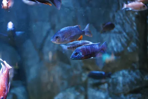 Underwater Reef 4K Wallpaper · underwater · 3840×2560