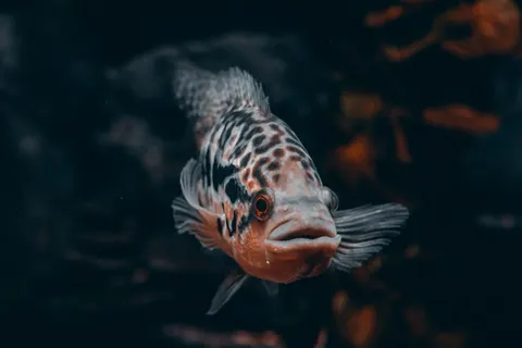 水下珊瑚礁 4K桌布 · underwater · 3840×2560