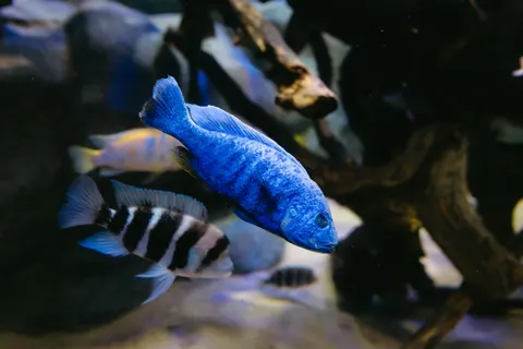 Underwater Reef 4K Wallpaper · underwater · 3840×2561