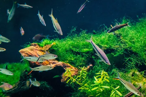 Underwater Reef 4K Wallpaper · underwater · 3840×2560