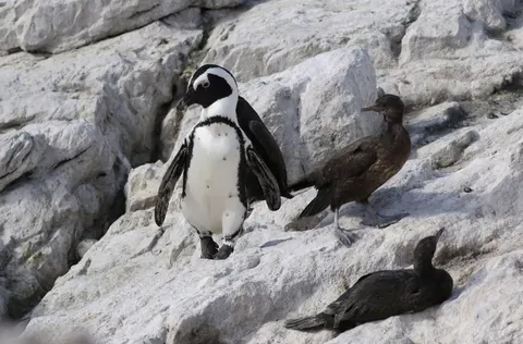 Fondo de pantalla Pingüinos 4K · animals · 3840×2528