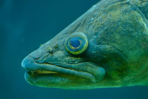 Deep Blue 4K Wallpaper · underwater · 3840×2563