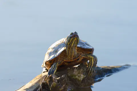 Swimming Turtle 4K Wallpaper · underwater · 3840×2563