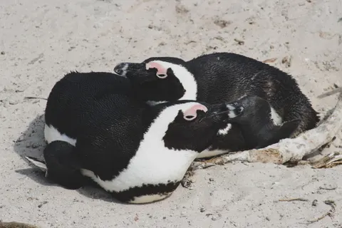Fondo de pantalla Pingüinos 4K · animals · 3840×2560