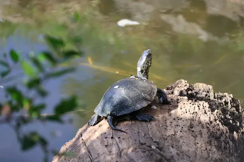 Swimming Turtle 4K Wallpaper · underwater · 3840×2560