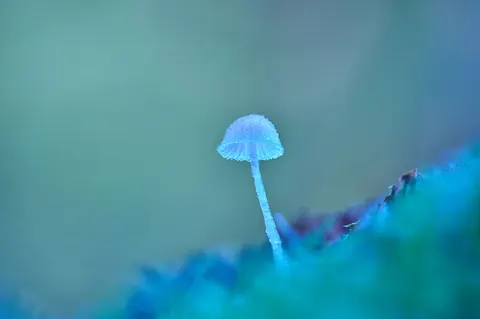 Glowing Jellyfish 4K Wallpaper · underwater · 3840×2553