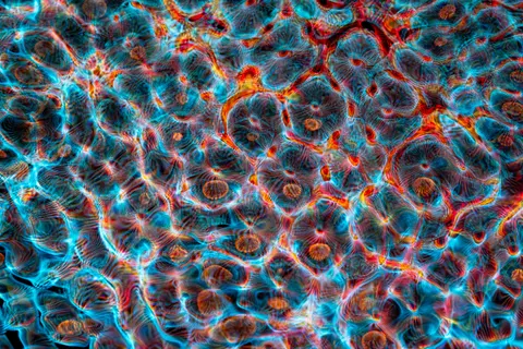 Glowing Jellyfish 4K Wallpaper · underwater · 3840×2560