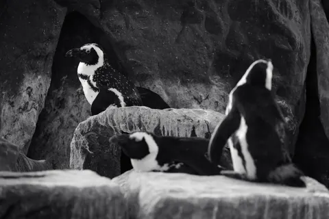 Fondo de pantalla Pingüinos 4K · animals · 3840×2561