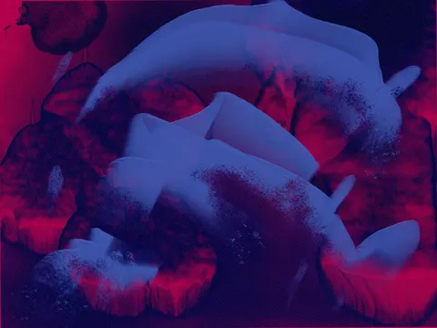 Glowing Jellyfish 4K Wallpaper · underwater · 3840×2880