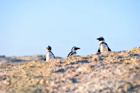 Fondo de pantalla Pingüinos 4K · animals · 3840×2560