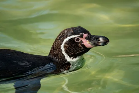 Fondo de pantalla Pingüinos 4K · animals · 3840×2560